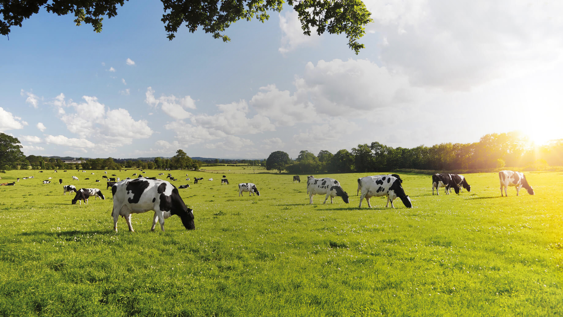 Αλλαγή σκυτάλης στην κτηνοτροφία, η μεγάλη ευκαιρία της Ελλάδας